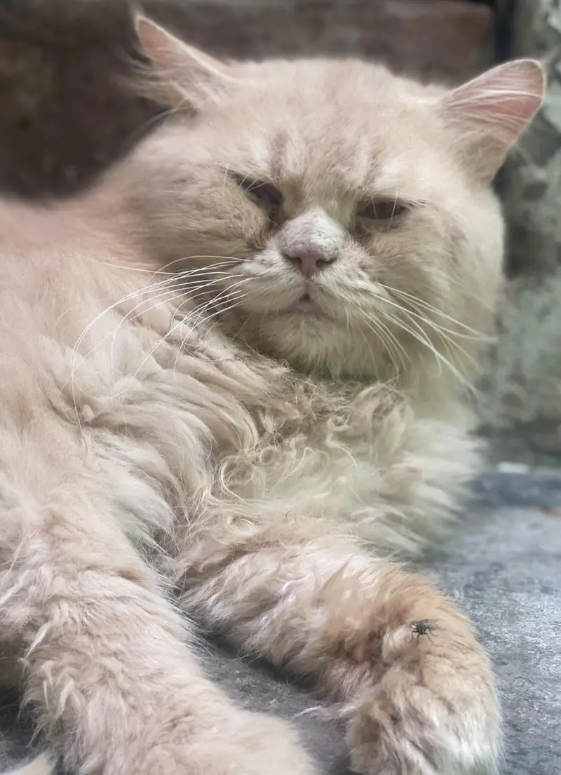 male Persian  cat for sale — photo 4