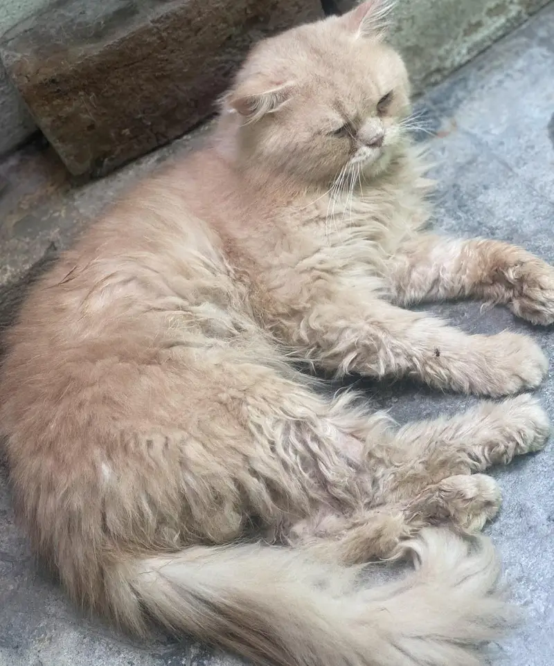 male Persian  cat for sale — photo 5