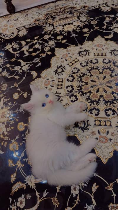Premium Blue Eyes Himalyan Kittens | Triple Coat | Healthy & Playful |