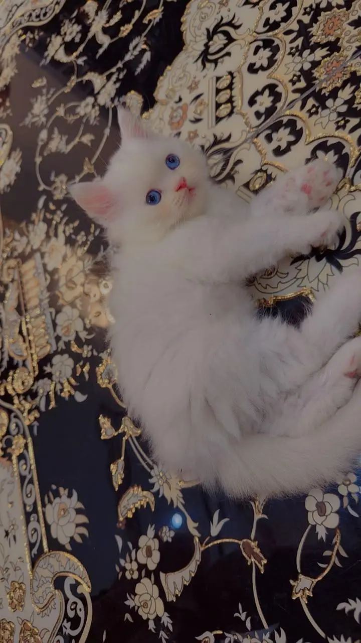 Premium Blue Eyes Himalyan Kittens | Triple Coat | Healthy & Playful | — photo 2