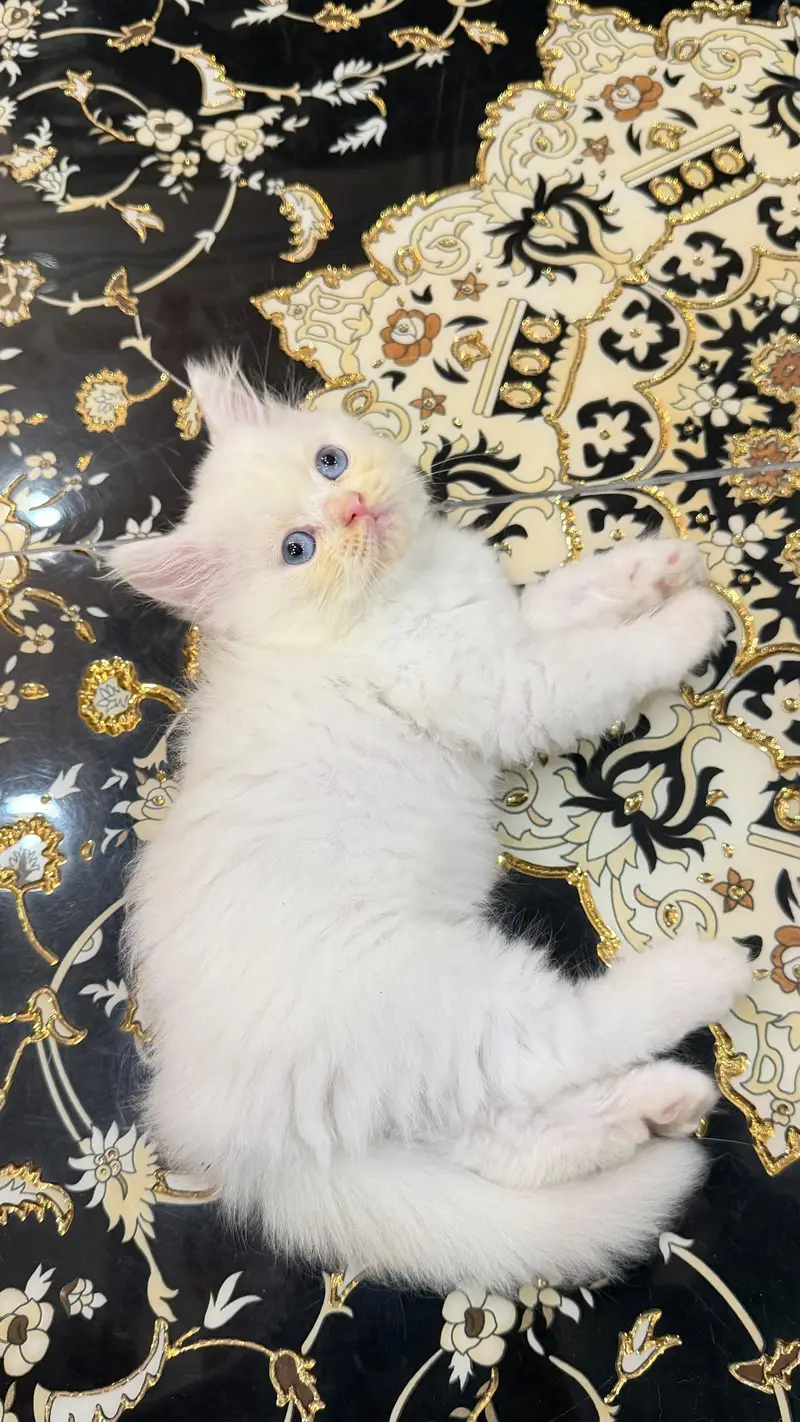 Premium Blue Eyes Himalyan Kittens | Triple Coat | Healthy & Playful | — photo 3