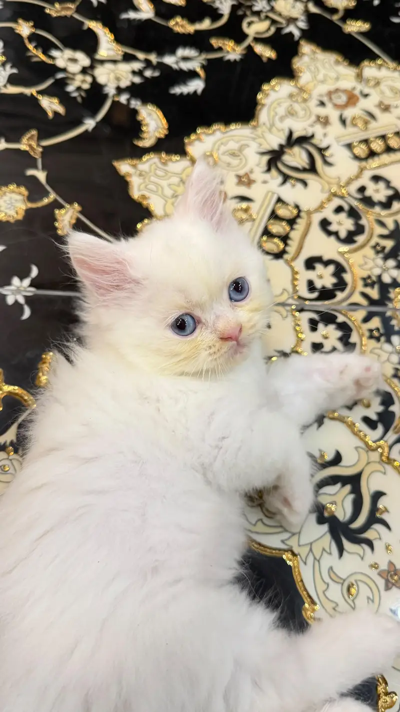 Premium Blue Eyes Himalyan Kittens | Triple Coat | Healthy & Playful | — photo 4