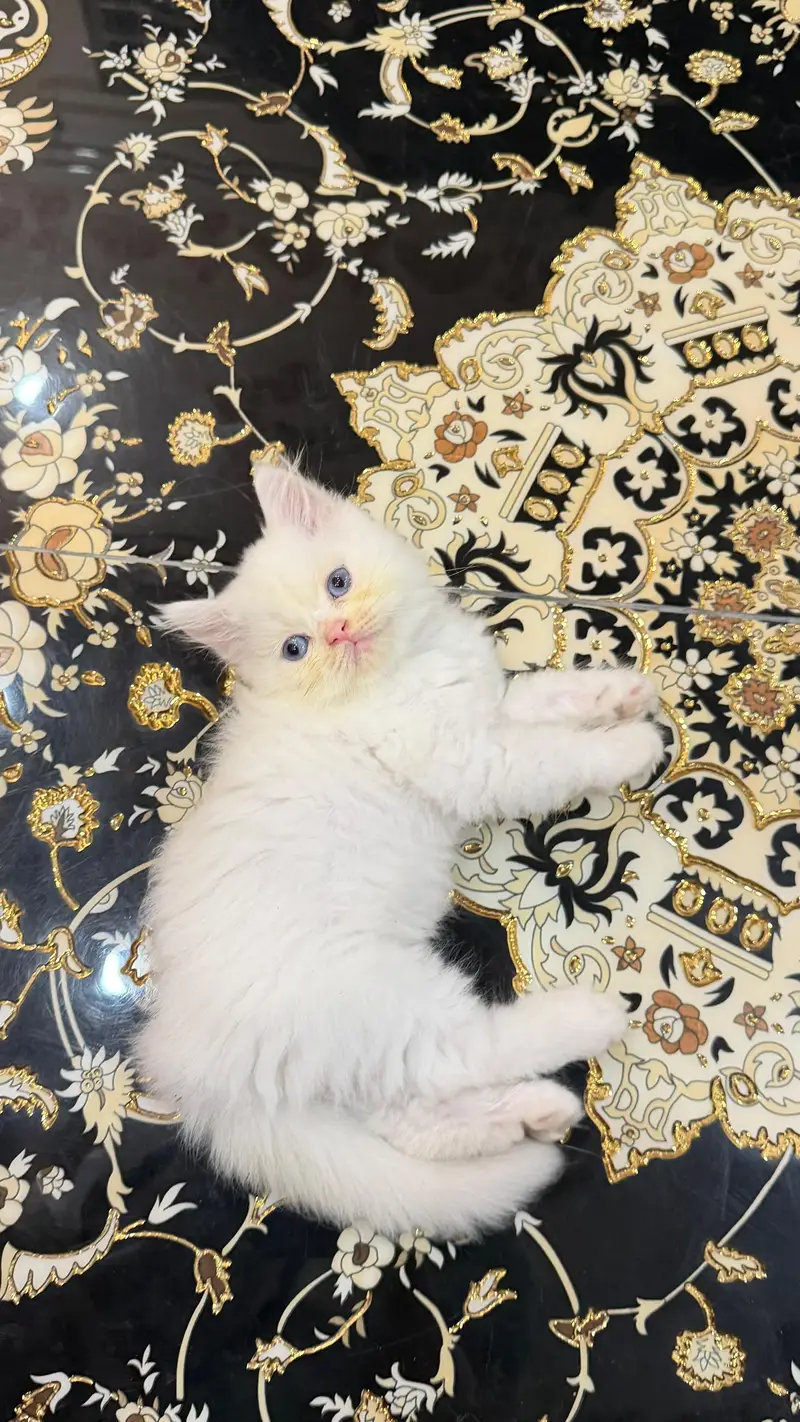 Premium Blue Eyes Himalyan Kittens | Triple Coat | Healthy & Playful | — photo 5