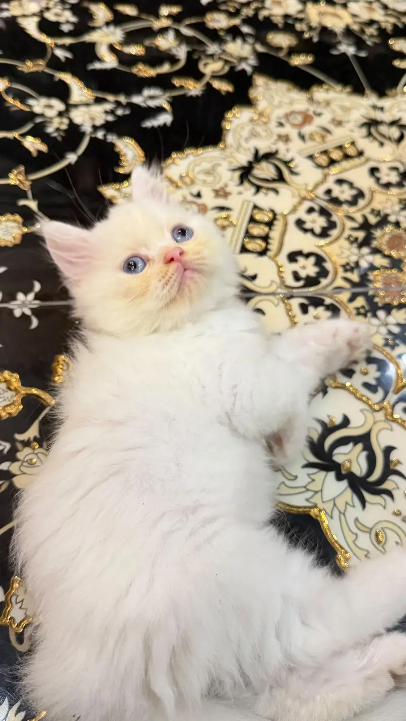 Premium Blue Eyes Himalyan Kittens | Triple Coat | Healthy & Playful | — photo 6