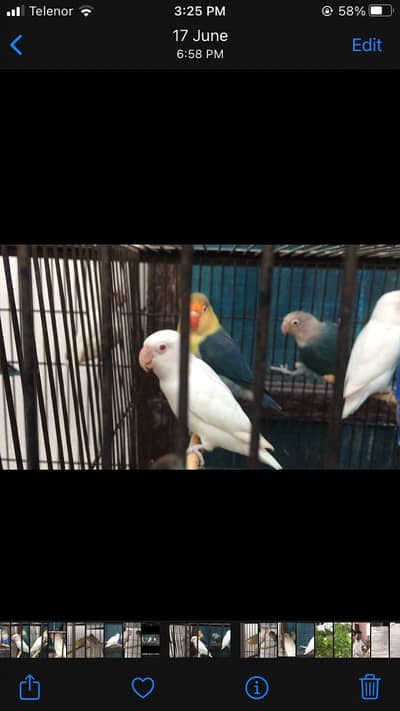 Lovebirds