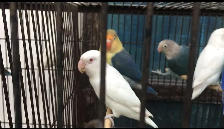 Lovebirds — photo 2