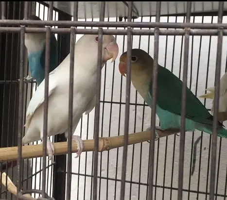 Lovebirds — photo 3