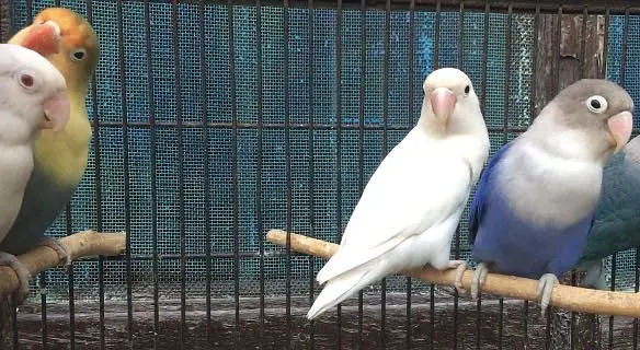 Lovebirds — photo 4