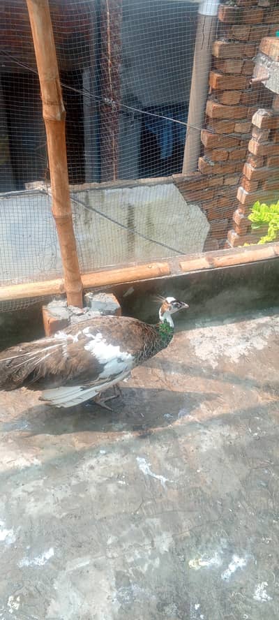 full healthy bredar pair paid female black sholdar mail ha 03234108205