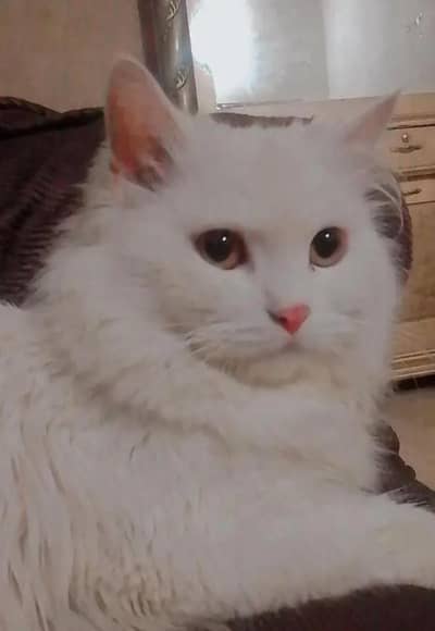 Beautiful male percian cat for sale