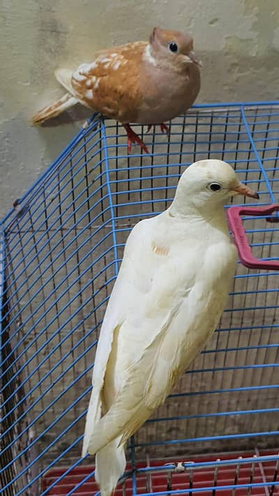 breeder pair ha dove ka