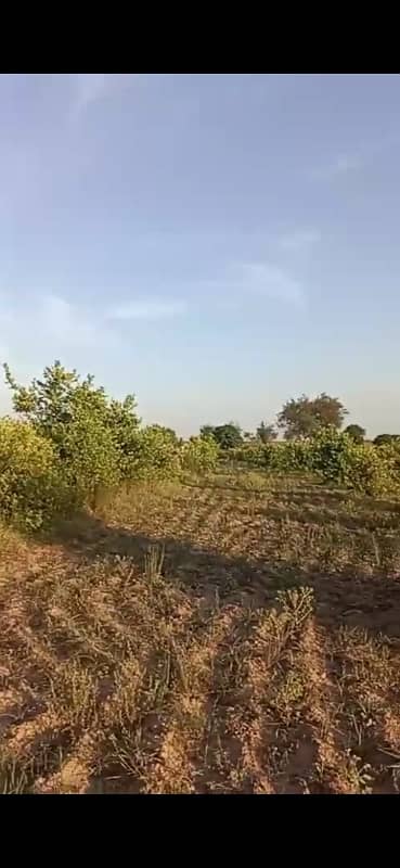 63 Kanal Agricultural Land For Sale In Neela Dullah