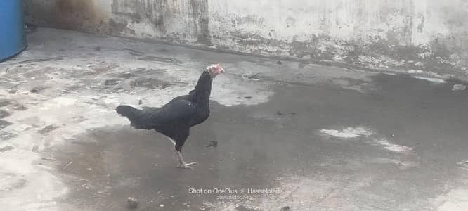Aseel pair for sale