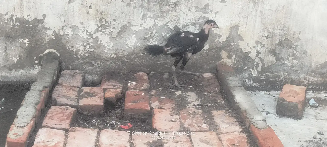 Aseel pair for sale — photo 2