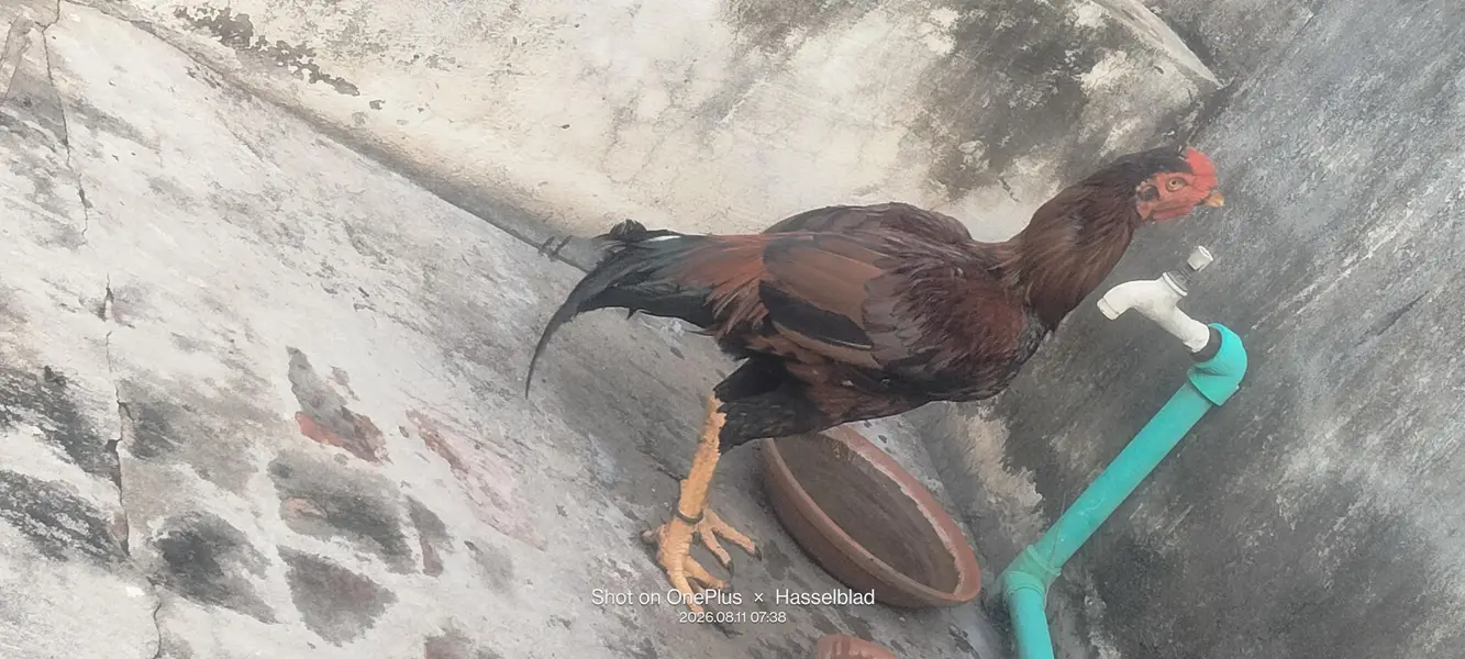 Aseel pair for sale — photo 4