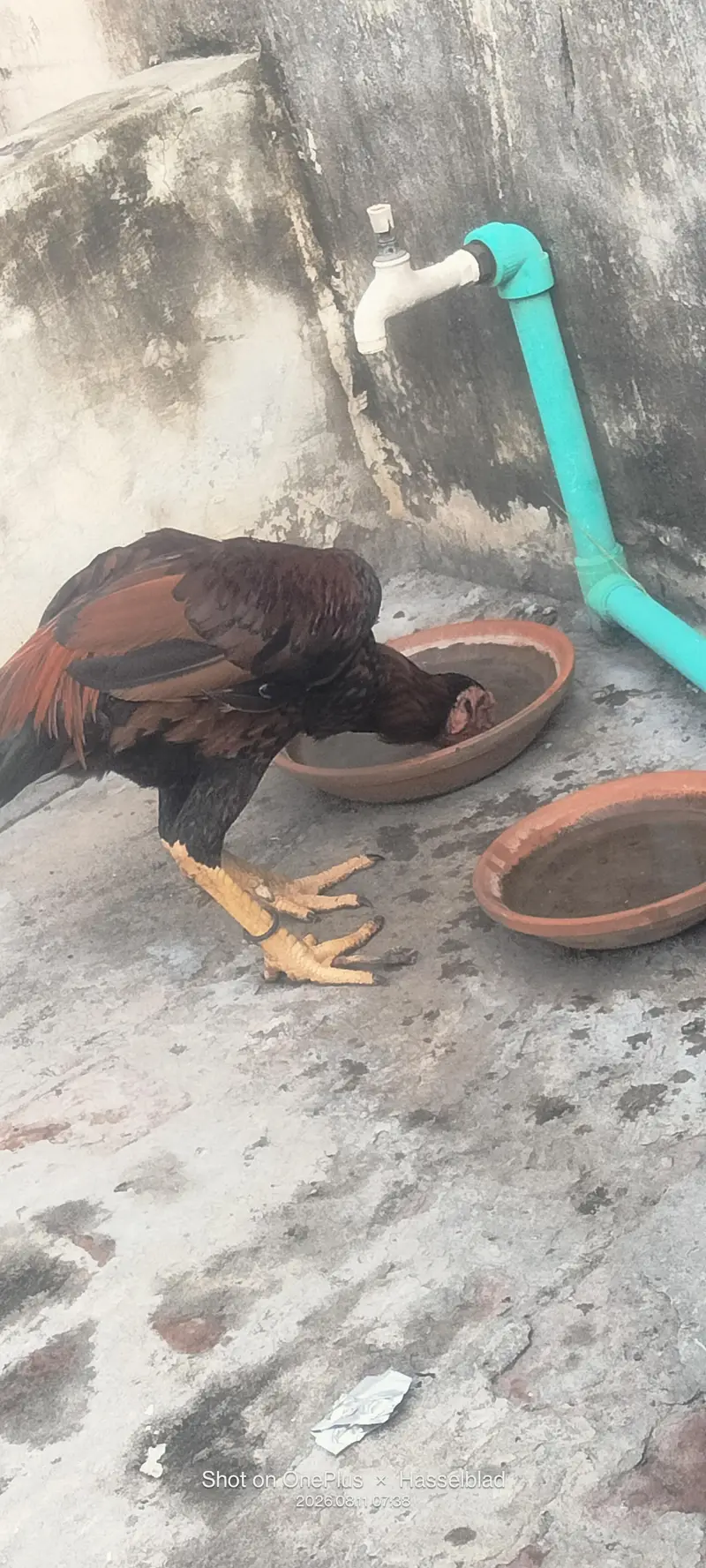 Aseel pair for sale — photo 5