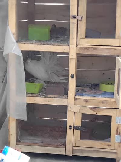 cage for sale location Lahore santer park