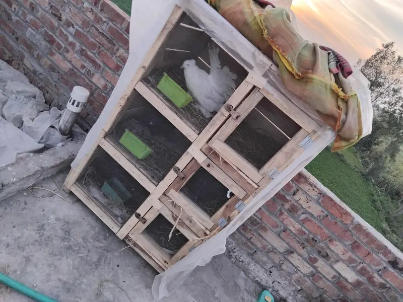 cage for sale location Lahore santer park — photo 2