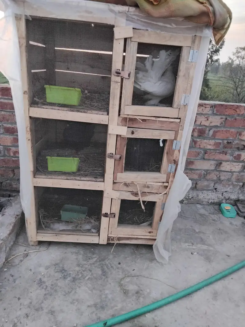 cage for sale location Lahore santer park — photo 3