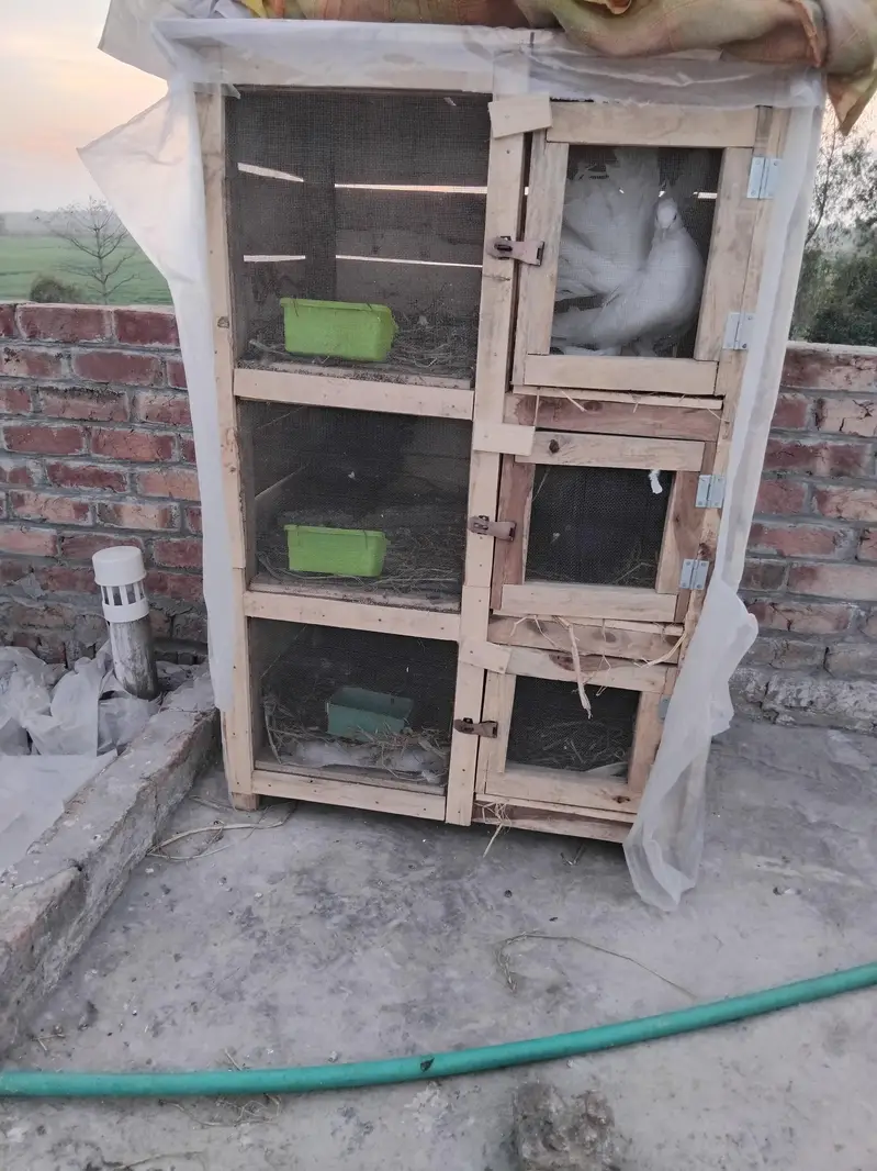 cage for sale location Lahore santer park — photo 4