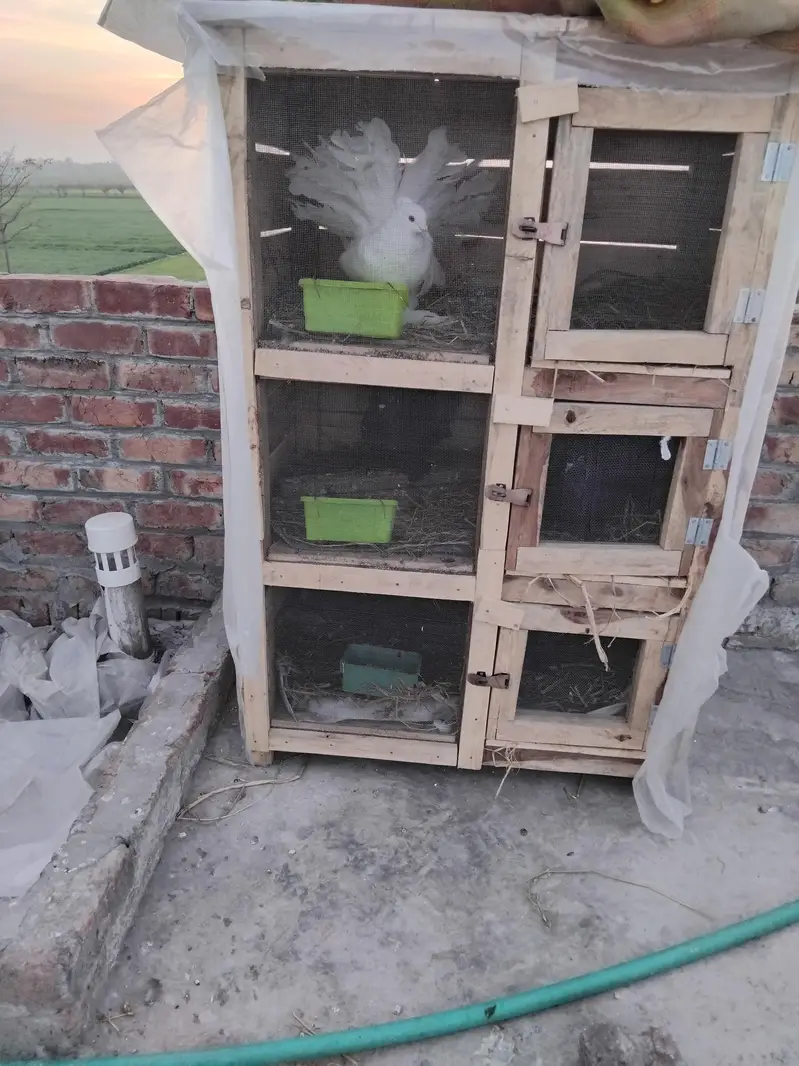 cage for sale location Lahore santer park — photo 5