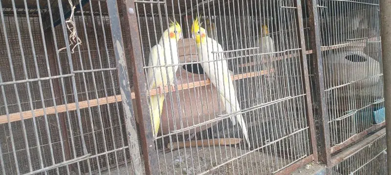selling cocktail breader pair — photo 2