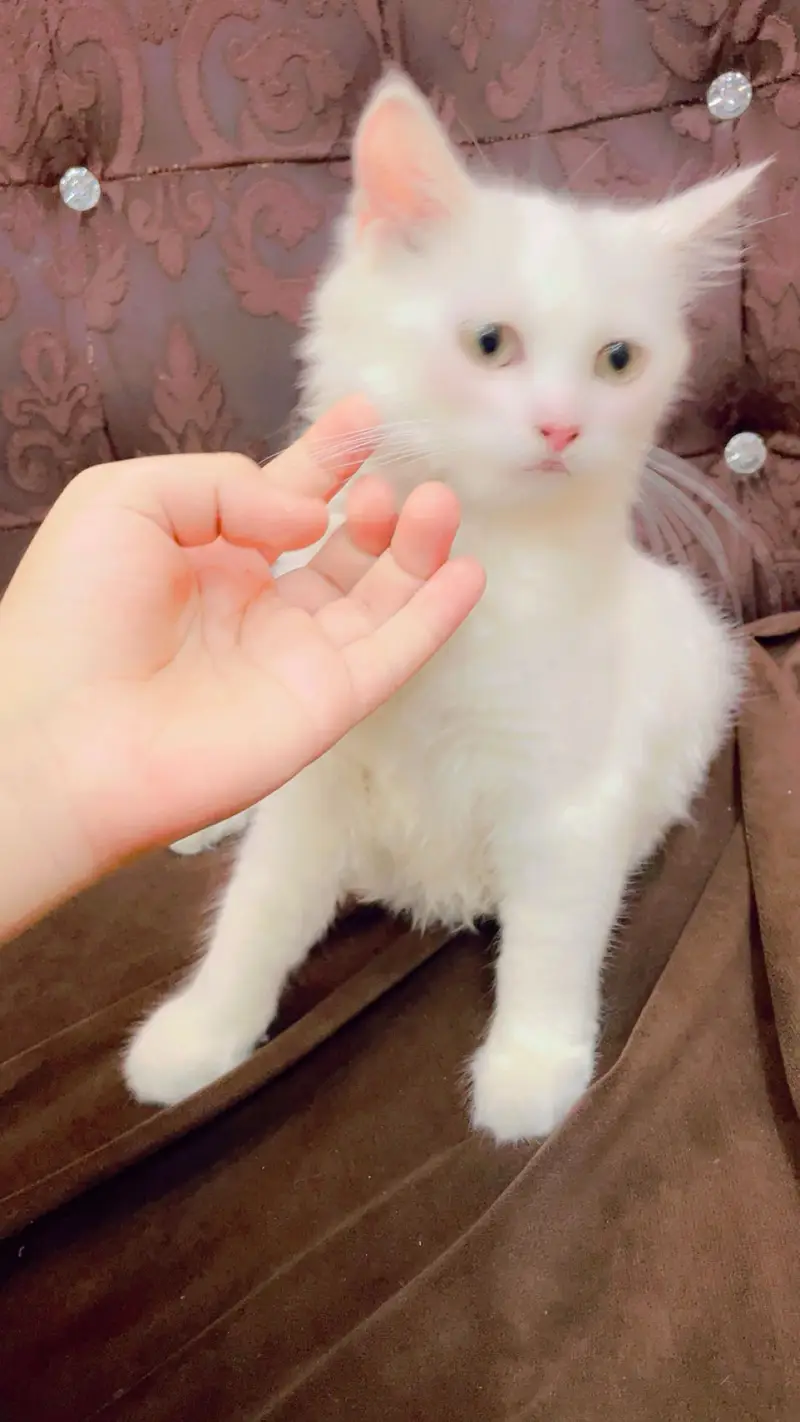 white persian cat 4 months old — photo 3