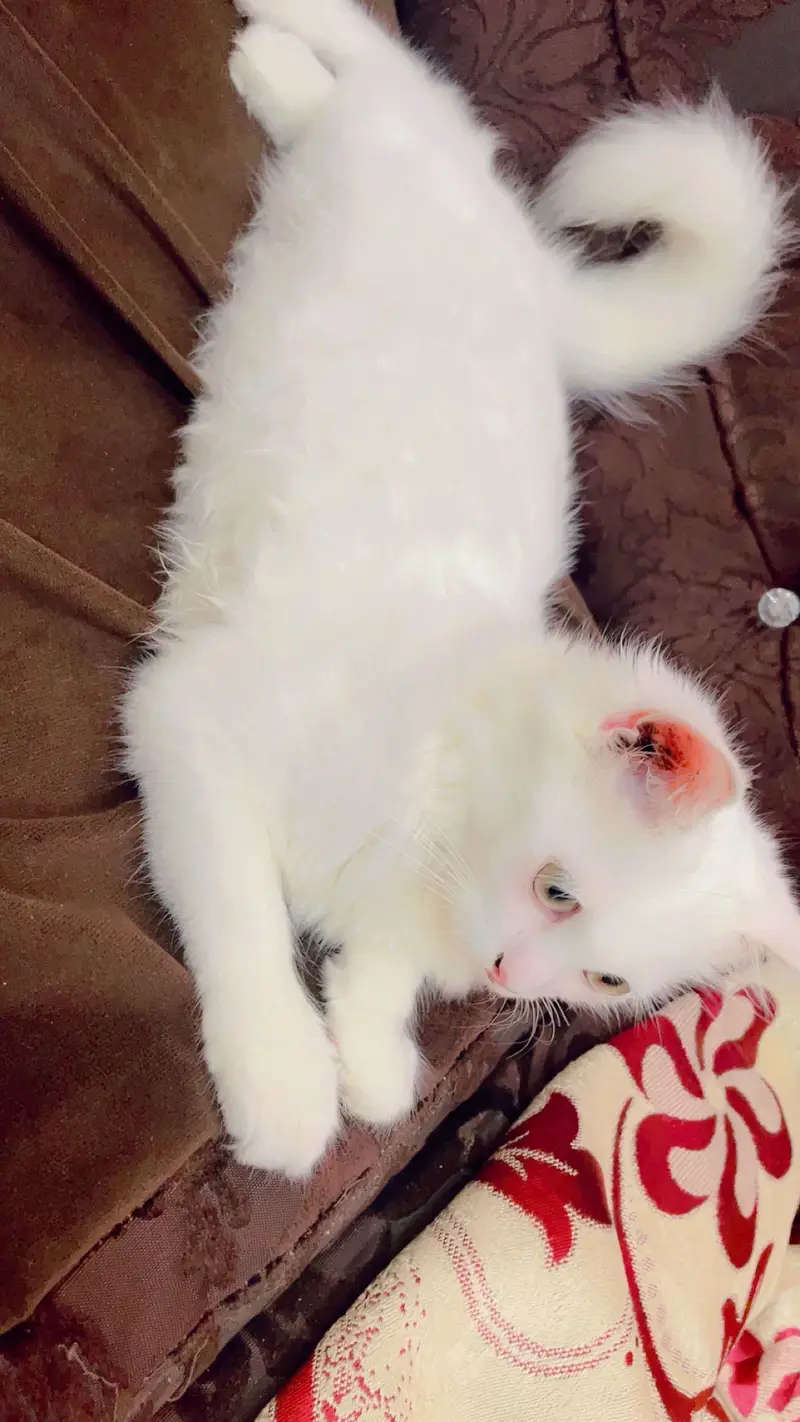 white persian cat 4 months old — photo 5
