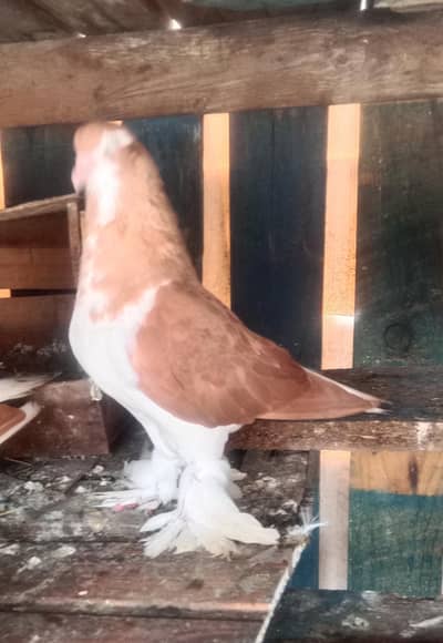 Lahori sherazi Jermen blood line Breeder Male And female for sale