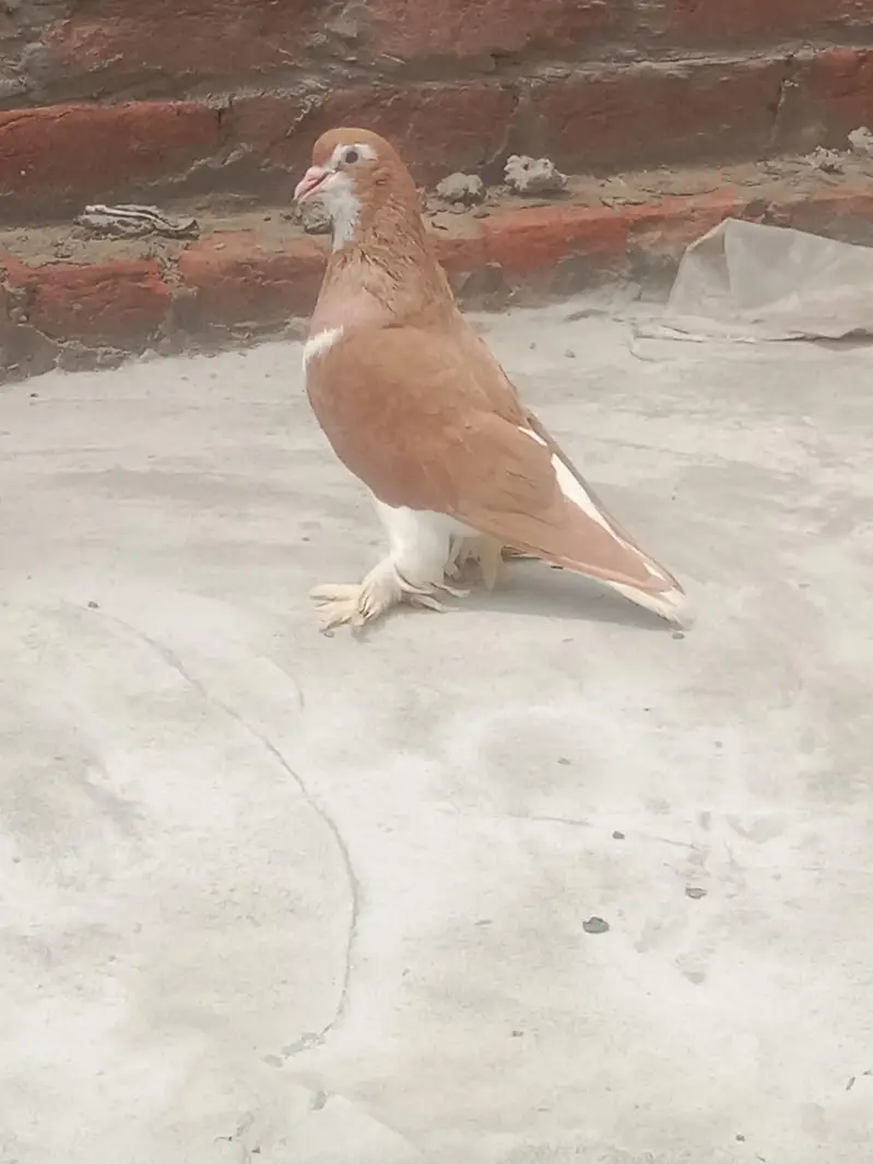 Lahori sherazi Jermen blood line Breeder Male And female for sale — photo 2