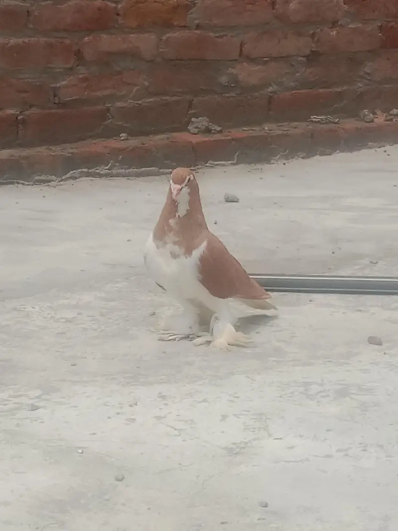 Lahori sherazi Jermen blood line Breeder Male And female for sale — photo 3