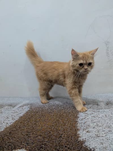 High quality pershion cat
