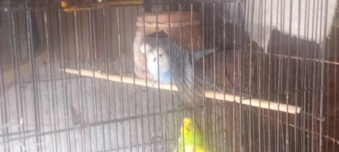 Buy budgies get peace