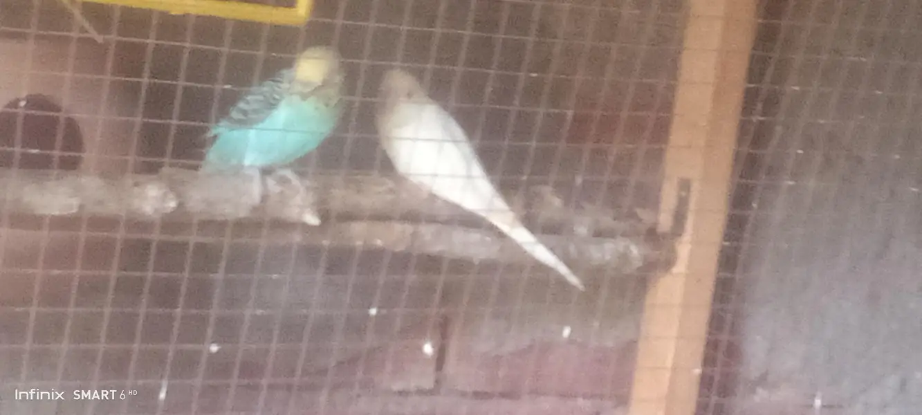 Buy budgies get peace — photo 2