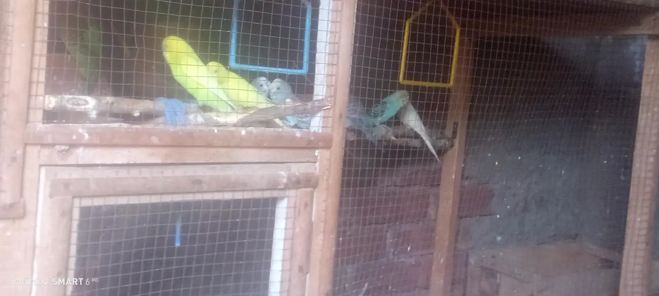 Buy budgies get peace — photo 3
