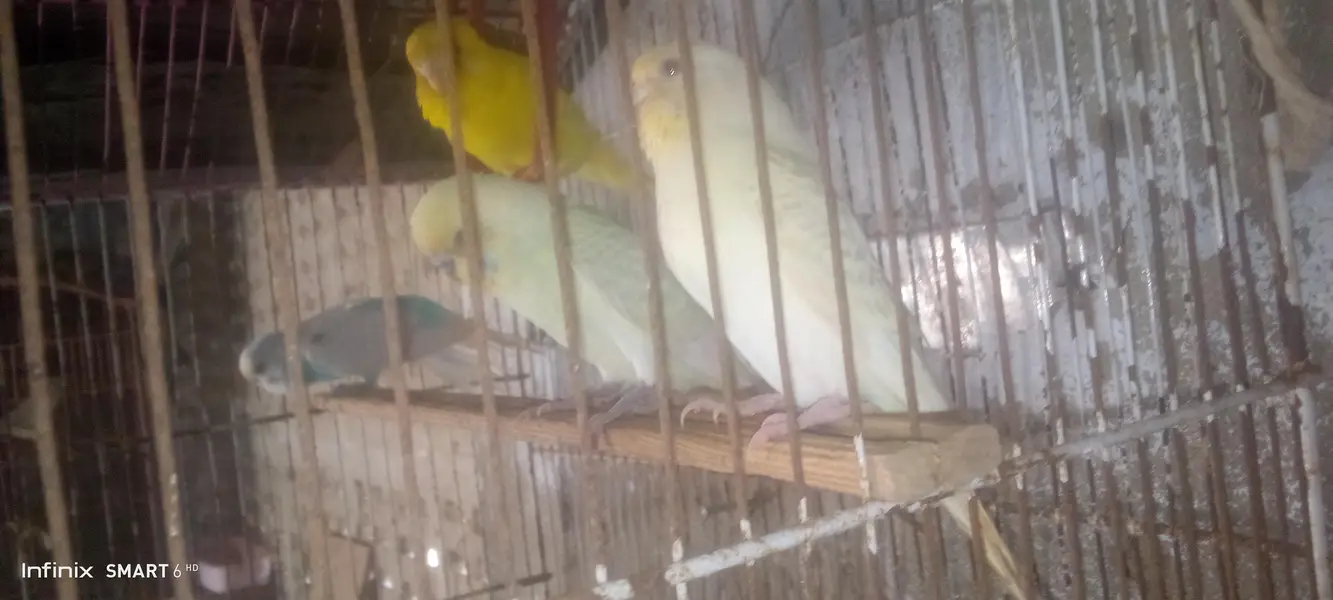 Buy budgies get peace — photo 4