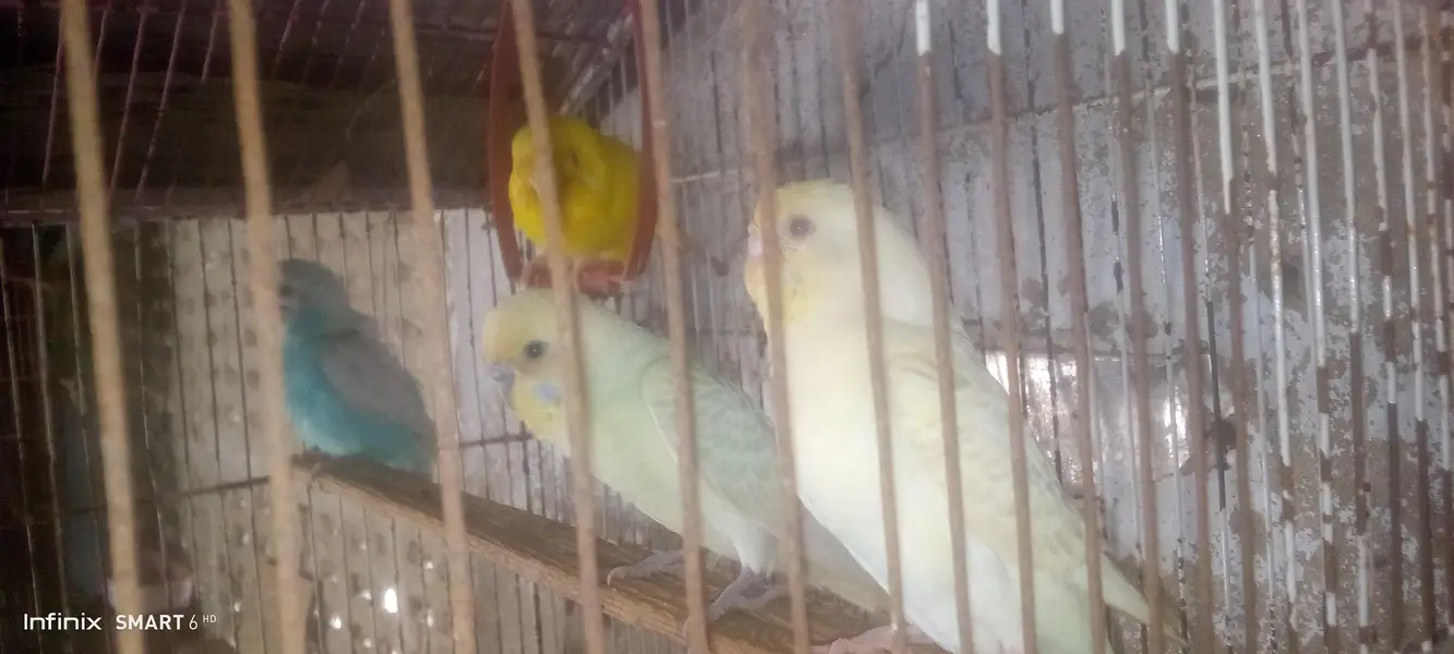 Buy budgies get peace — photo 5