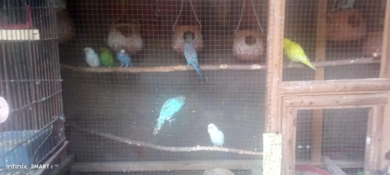 Buy budgies get peace — photo 6