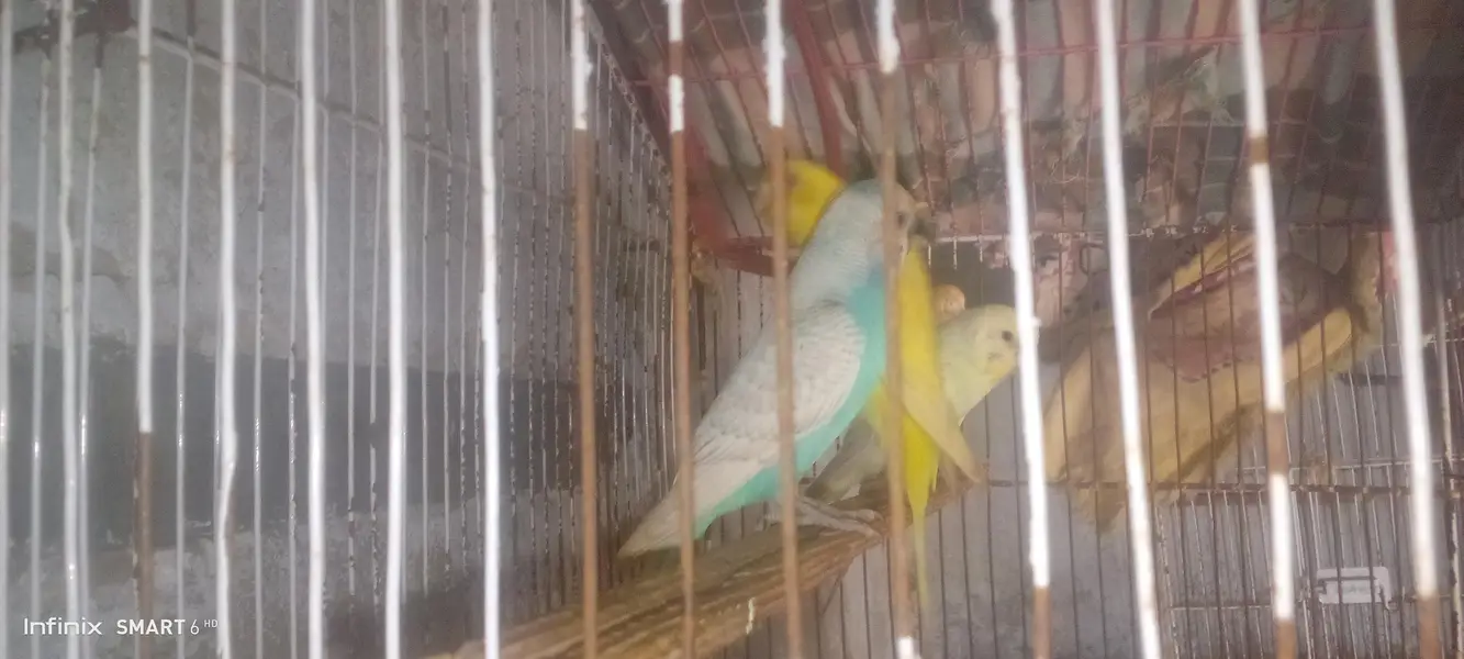 Buy budgies get peace — photo 7