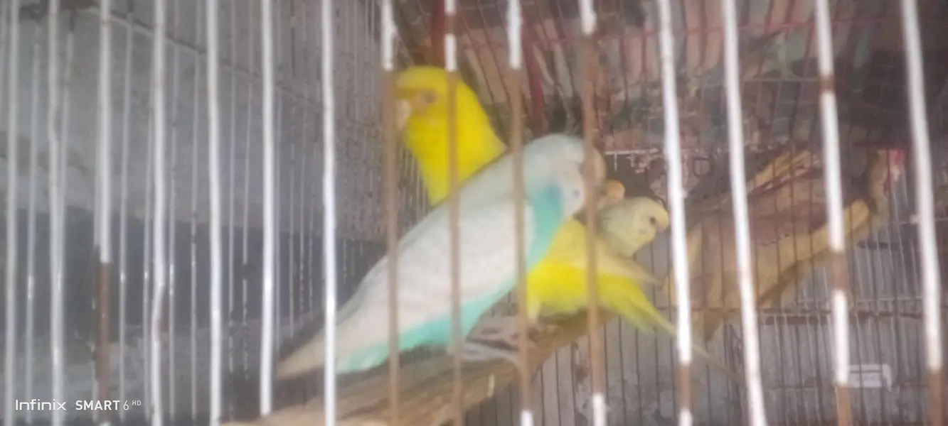 Buy budgies get peace — photo 8