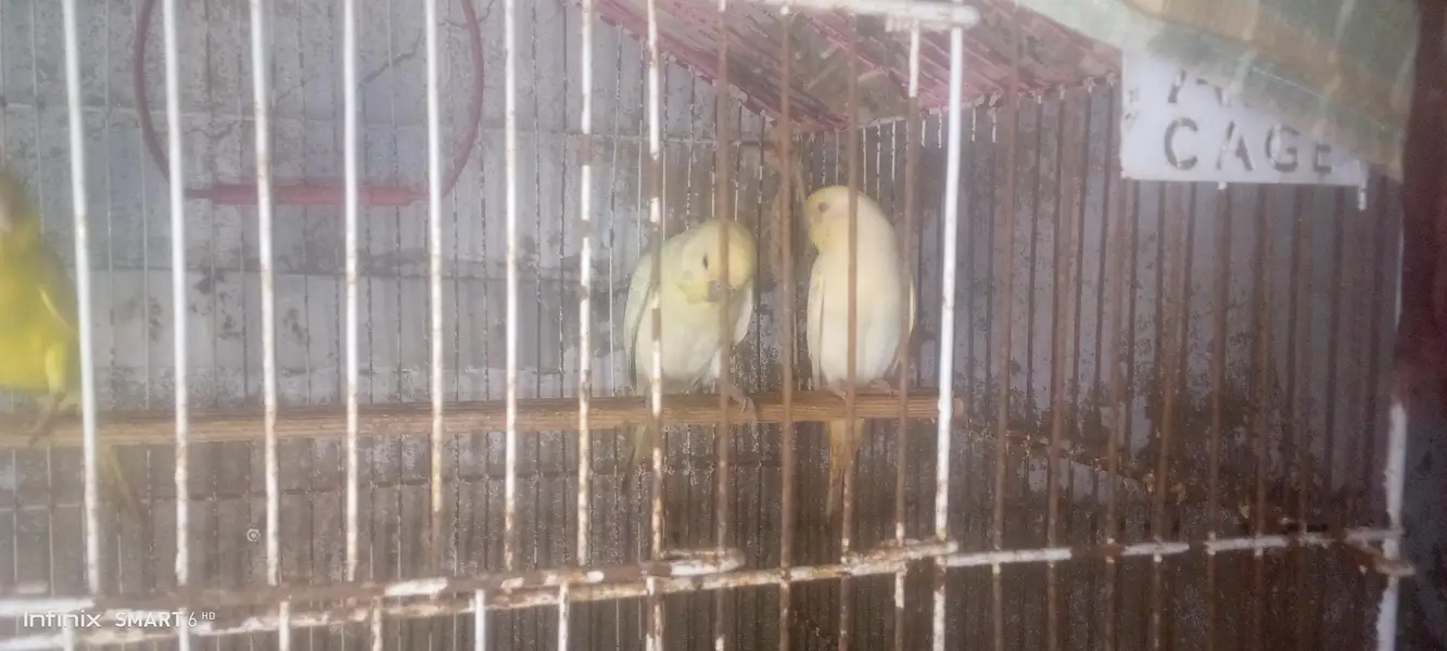 Buy budgies get peace — photo 9