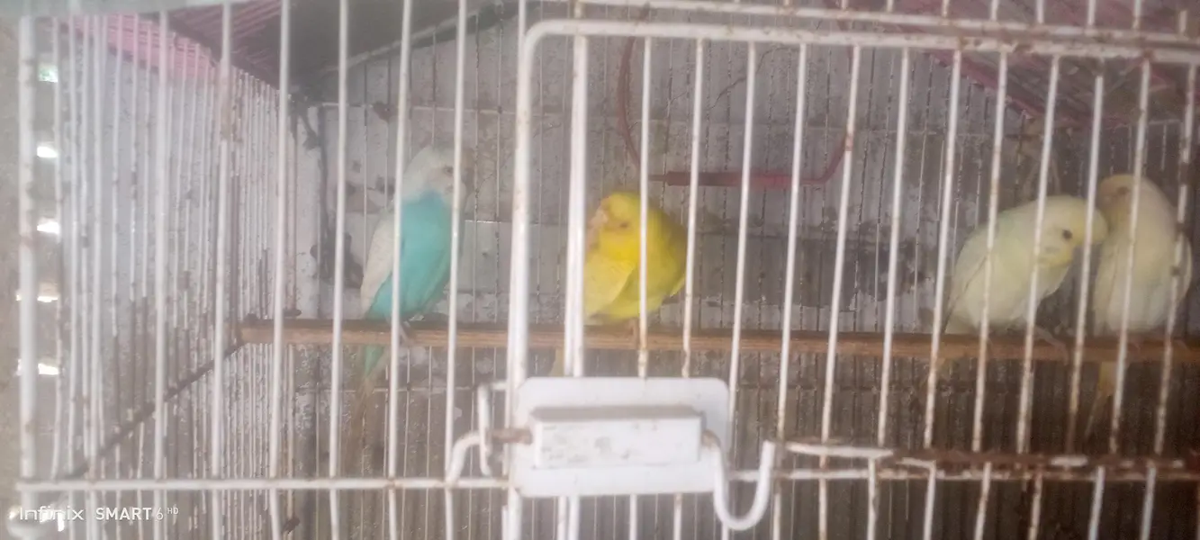 Buy budgies get peace — photo 10
