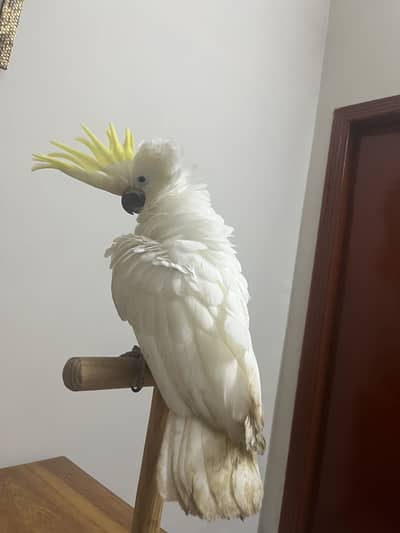 Greater Sulphar Cockatoo