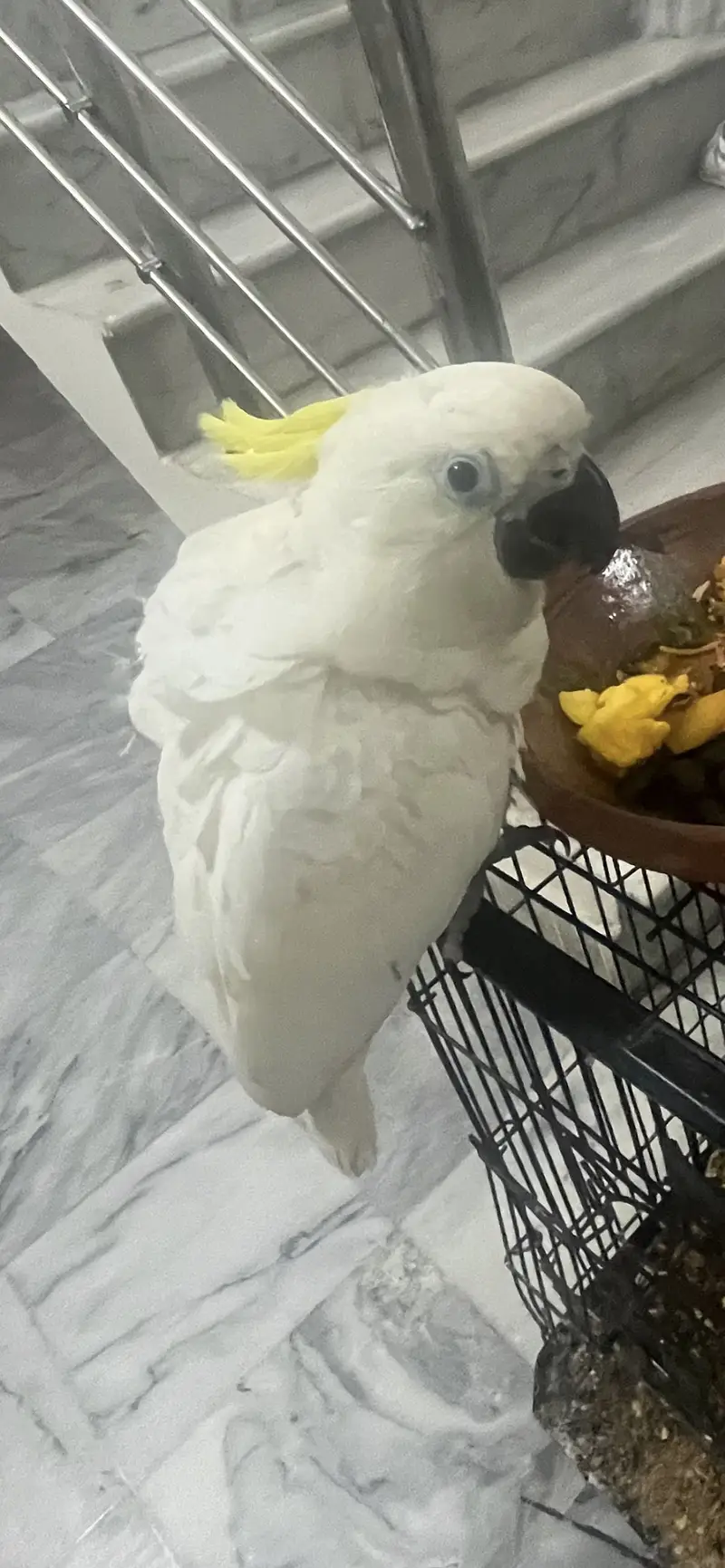 Greater Sulphar Cockatoo — photo 4