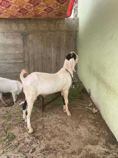 Breeder bakra for sell