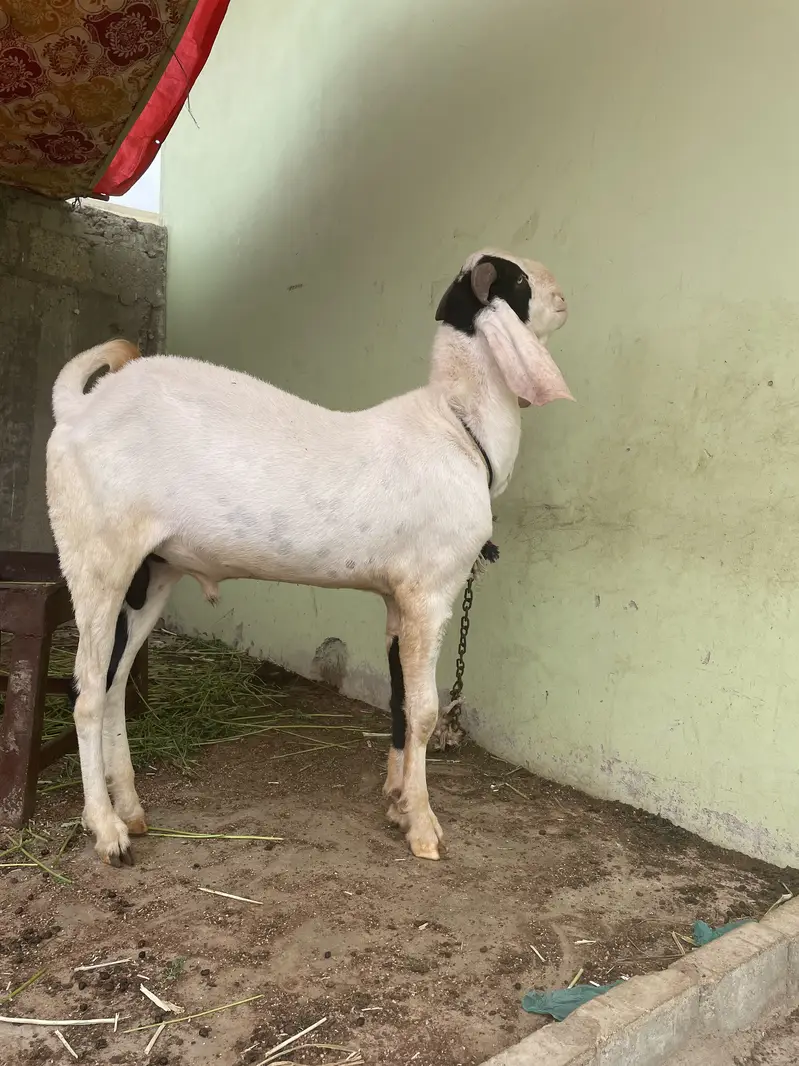 Breeder bakra for sell — photo 2