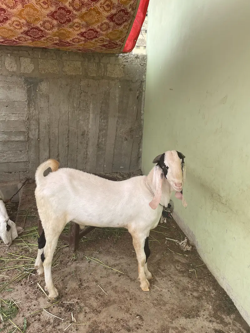 Breeder bakra for sell — photo 3