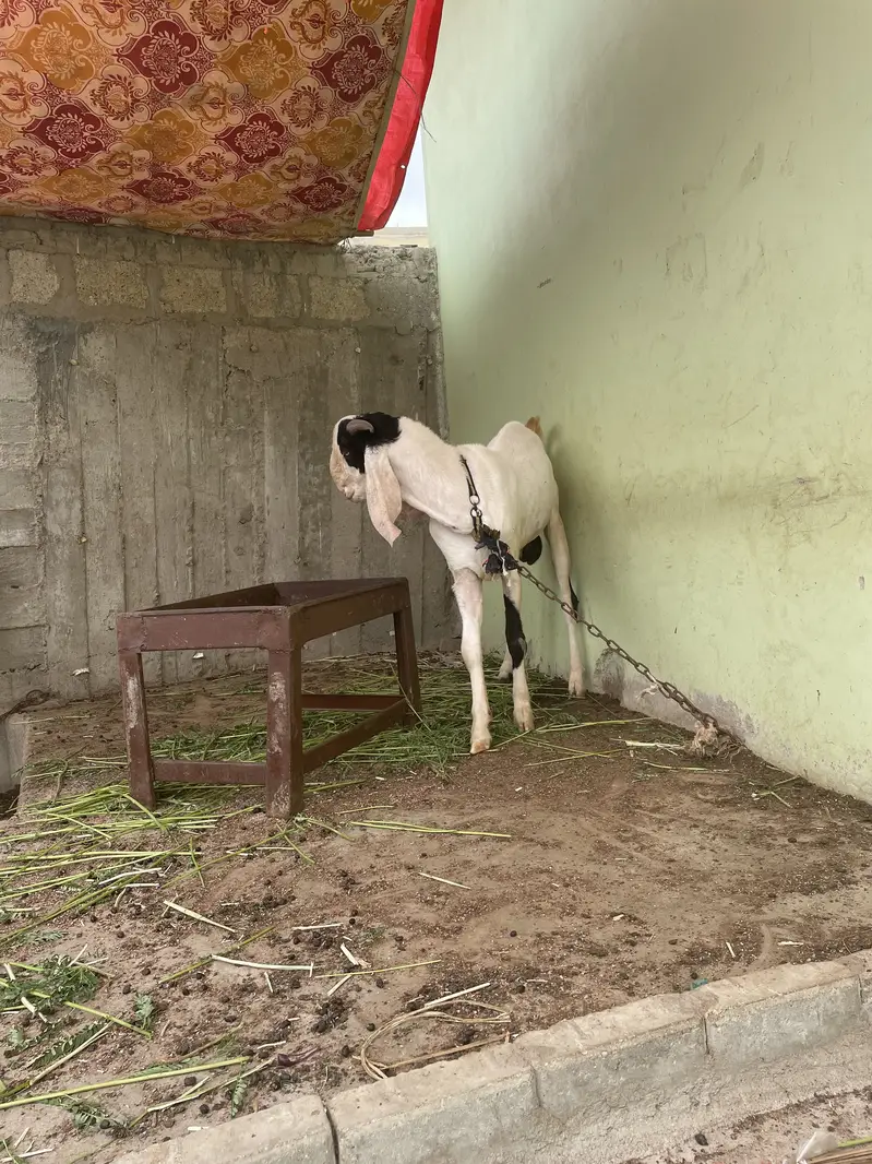 Breeder bakra for sell — photo 4