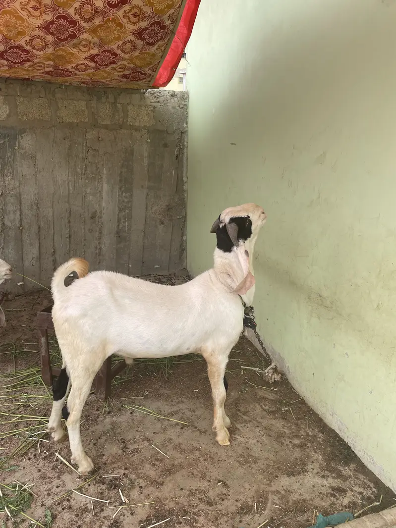 Breeder bakra for sell — photo 5