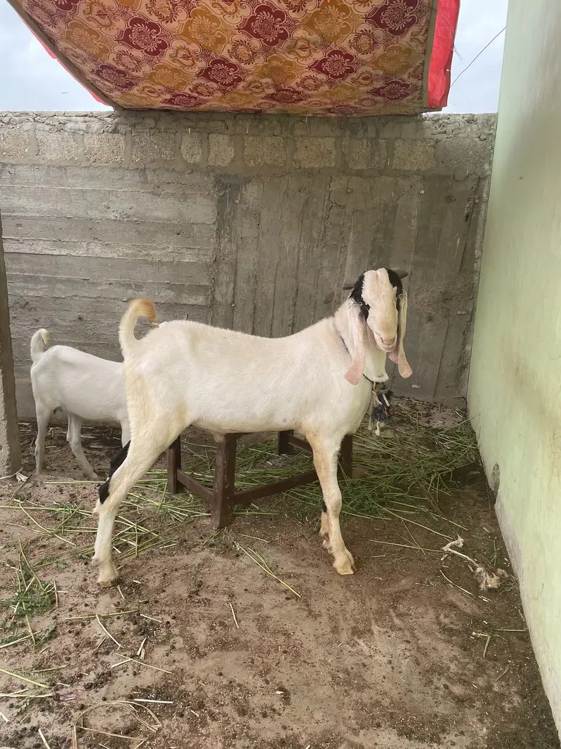 Breeder bakra for sell — photo 6